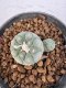 Lophophora williamsii 4-6 cm 10 years old seed ownroot flower seedling ロフォフォラ　烏羽玉　仔吹き サボテン