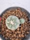 Lophophora williamsii 4-6 cm 10 years old seed ownroot flower seedling ロフォフォラ　烏羽玉　仔吹き サボテン