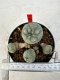 Lophophora williamsii 4-6 cm 10 years old seed ownroot flower seedling ロフォフォラ　烏羽玉　仔吹き サボテン