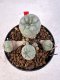 Lophophora williamsii 4-6 cm 10 years old seed ownroot flower seedling ロフォフォラ　烏羽玉　仔吹き サボテン