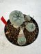 Lophophora williamsii 4-6 cm 10 years old seed ownroot flower seedling ロフォフォラ　烏羽玉　仔吹き サボテン