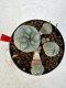 Lophophora williamsii 4-6 cm 10 years old seed ownroot flower seedling ロフォフォラ　烏羽玉　仔吹き サボテン