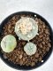 Lophophora williamsii 4-6 cm 10 years old seed ownroot flower seedling ロフォフォラ　烏羽玉　仔吹き サボテン