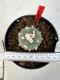 Lophophora williamsii 4-6 cm 10 years old seed ownroot flower seedling ロフォフォラ　烏羽玉　仔吹き サボテン