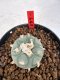 Lophophora williamsii 4-6 cm 10 years old seed ownroot flower seedling ロフォフォラ　烏羽玉　仔吹き サボテン