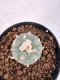 Lophophora williamsii 4-6 cm 10 years old seed ownroot flower seedling ロフォフォラ　烏羽玉　仔吹き サボテン