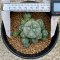 Lophophora Williamsii multiheads 3-4 cm 11 years old seed ownroot flower seedling ロフォフォラ　烏羽玉　仔吹き　サボテン