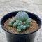 Lophophora Williamsii multiheads 3-4 cm 11 years old seed ownroot flower seedling ロフォフォラ　烏羽玉　仔吹き　サボテン