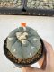 Lophophora Williamsii 4-5 cm 12 years old seed ownroot flower seedling ロフォフォラ 烏羽玉　仔吹き サボテン