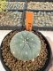 Lophophora Williamsii 4-5 cm 12 years old seed ownroot flower seedling ロフォフォラ 烏羽玉　仔吹き サボテン