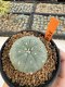 Lophophora Williamsii 4-5 cm 12 years old seed ownroot flower seedling ロフォフォラ 烏羽玉　仔吹き サボテン