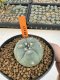 Lophophora Williamsii 4-5 cm 12 years old seed ownroot flower seedling ロフォフォラ 烏羽玉　仔吹き サボテン