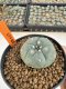 Lophophora Williamsii 4-5 cm 12 years old seed ownroot flower seedling ロフォフォラ 烏羽玉　仔吹き サボテン