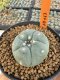 Lophophora Williamsii 4-5 cm 12 years old seed ownroot flower seedling ロフォフォラ 烏羽玉　仔吹き サボテン