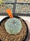 Lophophora Williamsii 4-5 cm 12 years old seed ownroot flower seedling ロフォフォラ 烏羽玉　仔吹き サボテン