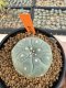 Lophophora Williamsii 4-5 cm 12 years old seed ownroot flower seedling ロフォフォラ 烏羽玉　仔吹き サボテン