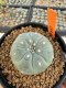 Lophophora Williamsii 4-5 cm 12 years old seed ownroot flower seedling ロフォフォラ 烏羽玉　仔吹き サボテン