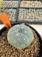 Lophophora Williamsii 4-5 cm 12 years old seed ownroot flower seedling ロフォフォラ 烏羽玉　仔吹き サボテン