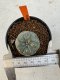 Lophophora Williamsii 4-5 cm 12 years old seed ownroot flower seedling ロフォフォラ 烏羽玉　仔吹き サボテン