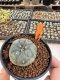 Lophophora Williamsii 4-5 cm 12 years old seed ownroot flower seedling ロフォフォラ 烏羽玉　仔吹き サボテン