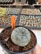 Lophophora Williamsii 4-5 cm 12 years old seed ownroot flower seedling ロフォフォラ 烏羽玉　仔吹き サボテン