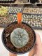 Lophophora Williamsii 4-5 cm 12 years old seed ownroot flower seedling ロフォフォラ 烏羽玉　仔吹き サボテン