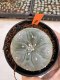 Lophophora Williamsii 4-5 cm 12 years old seed ownroot flower seedling ロフォフォラ 烏羽玉　仔吹き サボテン