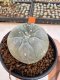 Lophophora Williamsii 4-5 cm 12 years old seed ownroot flower seedling ロフォフォラ 烏羽玉　仔吹き サボテン