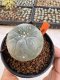 Lophophora Williamsii 4-5 cm 12 years old seed ownroot flower seedling ロフォフォラ 烏羽玉　仔吹き サボテン