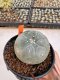 Lophophora Williamsii 4-5 cm 12 years old seed ownroot flower seedling ロフォフォラ 烏羽玉　仔吹き サボテン