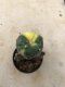 1 plant Lophophora williamsii Peyote variegata plants-cactus-cacti-cactaceae