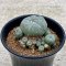 Lophophora Williamsii multiheads 3-4 cm 11 years old seed ownroot flower seedling ロフォフォラ　烏羽玉　仔吹き　サボテン