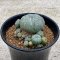 Lophophora Williamsii multiheads 3-4 cm 11 years old seed ownroot flower seedling ロフォフォラ　烏羽玉　仔吹き　サボテン