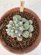 Lophophora Williamsii 6-8 cm 25 years old seed ownroot flower seedling ロフォフォラ　烏羽玉　仔吹き サボテン