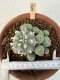 Lophophora Williamsii 6-8 cm 25 years old seed ownroot flower seedling ロフォフォラ　烏羽玉　仔吹き サボテン