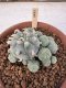 Lophophora Williamsii 6-8 cm 25 years old seed ownroot flower seedling ロフォフォラ　烏羽玉　仔吹き サボテン