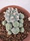 Lophophora Williamsii 6-8 cm 25 years old seed ownroot flower seedling ロフォフォラ　烏羽玉　仔吹き サボテン