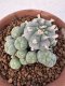 Lophophora Williamsii 6-8 cm 25 years old seed ownroot flower seedling ロフォフォラ　烏羽玉　仔吹き サボテン