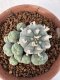 Lophophora Williamsii 6-8 cm 25 years old seed ownroot flower seedling ロフォフォラ　烏羽玉　仔吹き サボテン