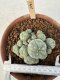 Lophophora Williamsii 6-8 cm 25 years old seed ownroot flower seedling ロフォフォラ　烏羽玉　仔吹き サボテン