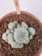 Lophophora Williamsii 6-8 cm 25 years old seed ownroot flower seedling ロフォフォラ　烏羽玉　仔吹き サボテン