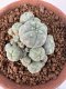 Lophophora Williamsii 6-8 cm 25 years old seed ownroot flower seedling ロフォフォラ　烏羽玉　仔吹き サボテン