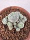 Lophophora Williamsii 6-8 cm 25 years old seed ownroot flower seedling ロフォフォラ　烏羽玉　仔吹き サボテン