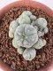 Lophophora Williamsii 6-8 cm 25 years old seed ownroot flower seedling ロフォフォラ　烏羽玉　仔吹き サボテン