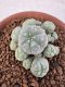 Lophophora Williamsii 6-8 cm 25 years old seed ownroot flower seedling ロフォフォラ　烏羽玉　仔吹き サボテン