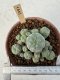 Lophophora Williamsii 6-8 cm 25 years old seed ownroot flower seedling ロフォフォラ　烏羽玉　仔吹き サボテン