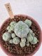 Lophophora Williamsii 6-8 cm 25 years old seed ownroot flower seedling ロフォフォラ　烏羽玉　仔吹き サボテン