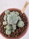 Lophophora Williamsii 6-8 cm 25 years old seed ownroot flower seedling ロフォフォラ　烏羽玉　仔吹き サボテン