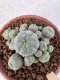 Lophophora Williamsii 6-8 cm 25 years old seed ownroot flower seedling ロフォフォラ　烏羽玉　仔吹き サボテン