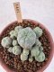 Lophophora Williamsii 6-8 cm 25 years old seed ownroot flower seedling ロフォフォラ　烏羽玉　仔吹き サボテン